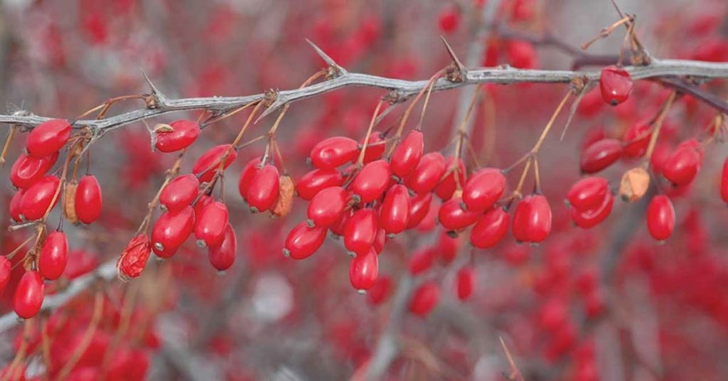 زرشک، سوغات خراسان رضوی