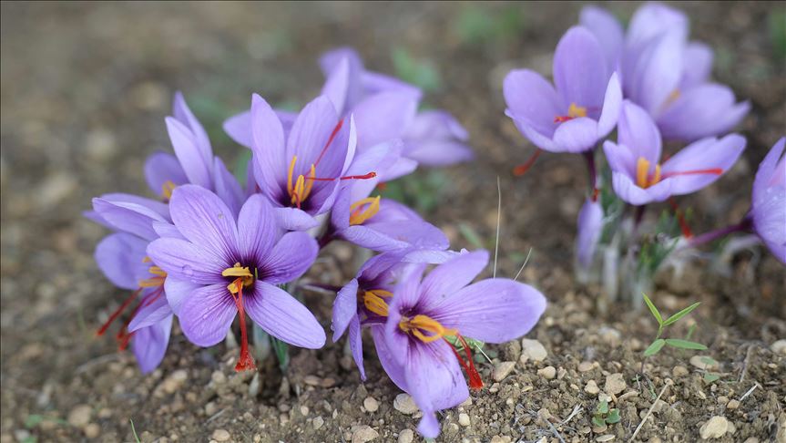 زعفران، سوغات خراسان رضوی