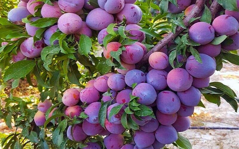آلوی خوانساری